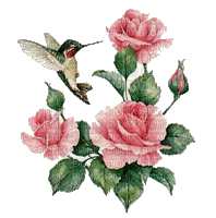 Flowers pink rose bp - GIF animado gratis