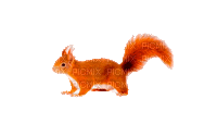 écureuil - GIF animé gratuit