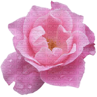pink flower - zadarmo png