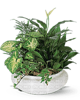 Kaz_Creations  Flowers Vase Plant - фрее пнг