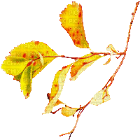 soave deco animated autumn branch liaves yellow - Free animated GIF