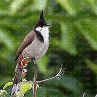 Chirping Bird - GIF animasi gratis