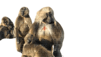 Group of gelada monkeys - png gratis