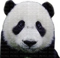 panda - Besplatni animirani GIF