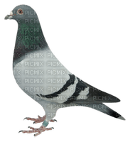 animal pigeons - kostenlos png