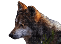 az loup wolf animaux animal - png gratuito