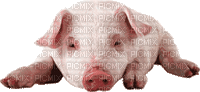 pig - GIF animate gratis