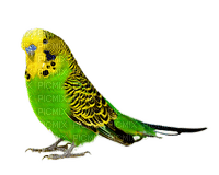 patymirabelle oiseau perroquet - png ฟรี