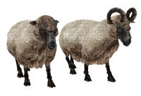Kaz_Creations Sheep - bezmaksas png