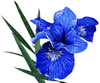 blue iris Bb2 - PNG gratuit