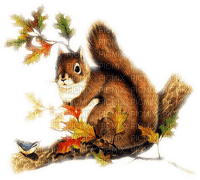 squirrel ecureuil - bezmaksas png