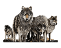 wolf bp - Free PNG