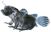 anglerfish scary fish frog - gratis png