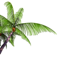 palm tree 🌴🌴  branch paume arbre branche