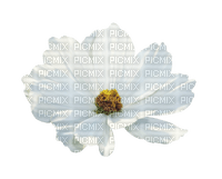 flower-blomma-vit-minou52 - gratis png
