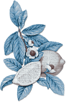 soave deco summer tropical fruit branch - 無料png