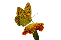 butterfly, perhonen - besplatni png