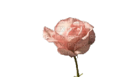 pink rose gif