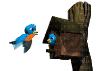 aze oiseau - Darmowy animowany GIF