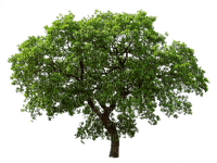 tree baum bush busch - zadarmo png