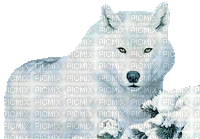 wolf winter milla1959 - Free animated GIF