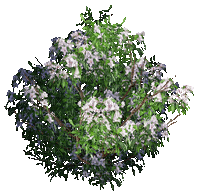 fleur fleurs__plantes plante_printemps_spring_flower flowers_gif_tube - 免费动画 GIF