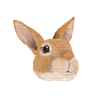 Bunny Face - Bezmaksas animēts GIF