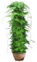 plantes - nemokama png