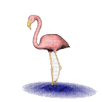 flamingo - Darmowy animowany GIF
