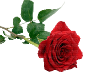 Trandafir 41 - Kostenlose animierte GIFs