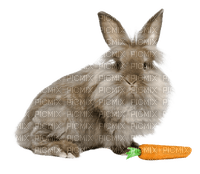 Bunny - фрее пнг