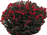 Pflanze - 無料のアニメーション GIF