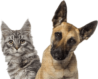cat dog animals family - png gratis