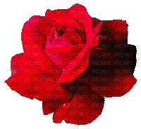rose fleur - Бесплатный анимированный гифка