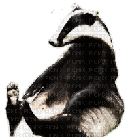 badger bp - Ilmainen animoitu GIF