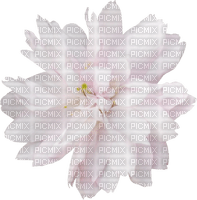 minou-pink-flower-blomma - png gratis