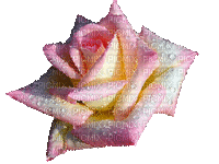 rosado - Gratis geanimeerde GIF