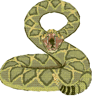 serpent - Gratis animerad GIF
