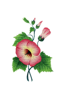 fleur, Pelageya - безплатен png
