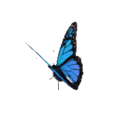 Papillon.Butterfly.Blue.gif.Victoriabea - Animovaný GIF zadarmo