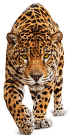 Leopard - png gratuito