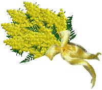 mimosa - Δωρεάν κινούμενο GIF