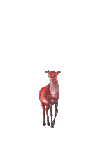 Животные - Ingyenes animált GIF
