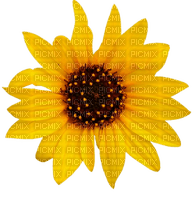 Kaz_Creations Deco Flowers Sunflower Flower - zadarmo png