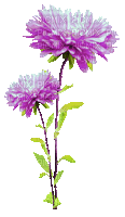 Animated.Flowers.Purple - By KittyKatLuv65 - GIF animé gratuit