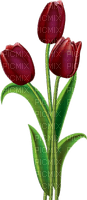 tulipan - zdarma png