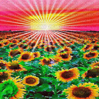 sunflower sonnenblume tournesol