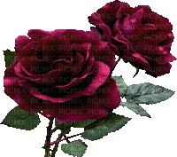 Blue DREAM  70 _Rose flowers - GIF animé gratuit