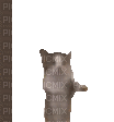 Dancing kitty - 無料のアニメーション GIF