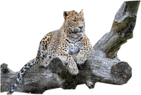 leopardo - zdarma png